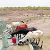 Goats drinking water at Nellai